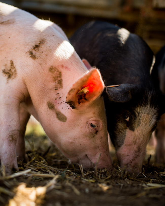 Bio-Freilandschweine beim Wühlen - Ja! Natürlich