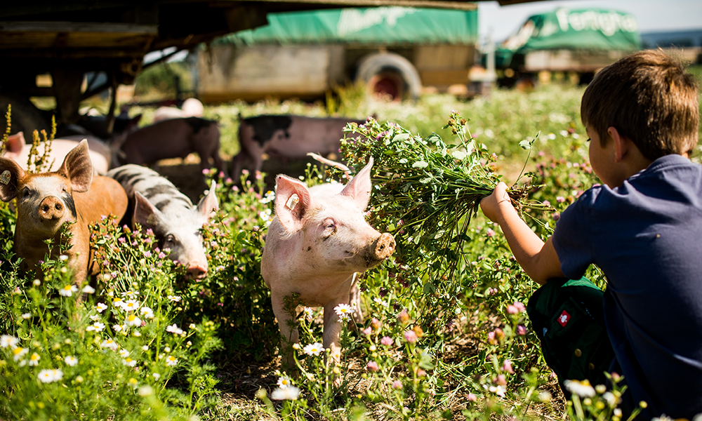 Kind füttert Bio-Freilandschweine mit Grünmasse - Ja! Natürlich