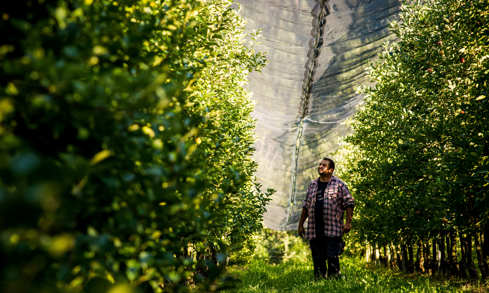Rudolf Wammes inmitten von Apfelbäumen - Ja! Natürlich