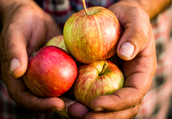 Rudolf Wammes hält Bio-Äpfel in Händen - Ja! Natürlich