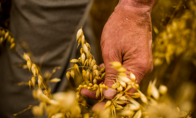Nahaufnahme von Hand, die eine Getreideähre hält