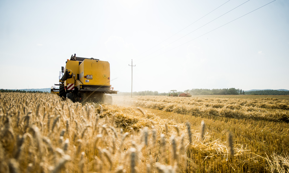 Mähdrescher drischt Getreide am Feld von Florian Pessenlehner