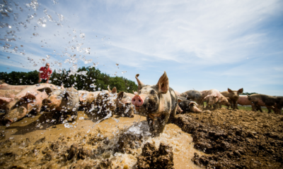 Bio-Freilandschwein im Wasser und Schlamm