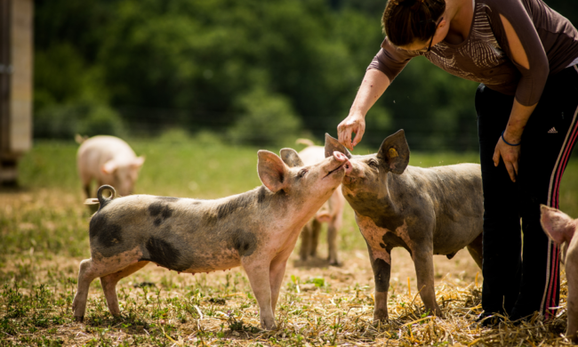 Bio-Bauer Josef Schiefer aus Röhrenbach, Niederösterreich | Ja! Natürlich
