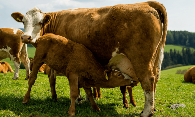 Bio-Weidejungrind trinkt bei Mutterkuh Nahaufnahme