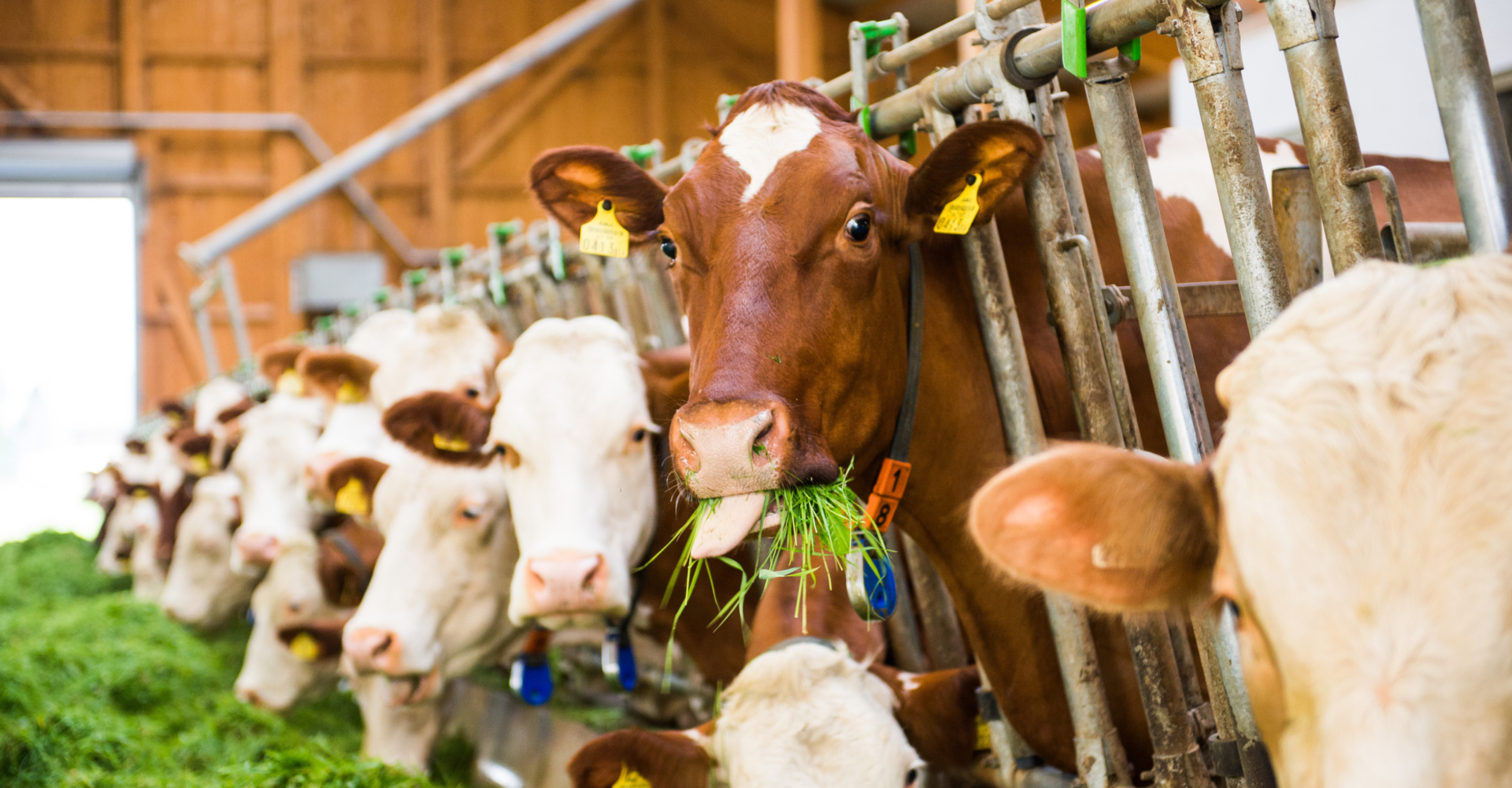 Kühe von Martin Haas im Stall - Ja! Natürlich