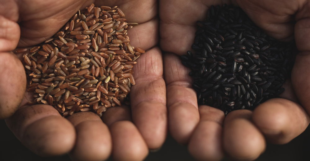 Hände halten Bio-Reis aus dem Burgenland - Erwin Unger - Ja! Natürlich