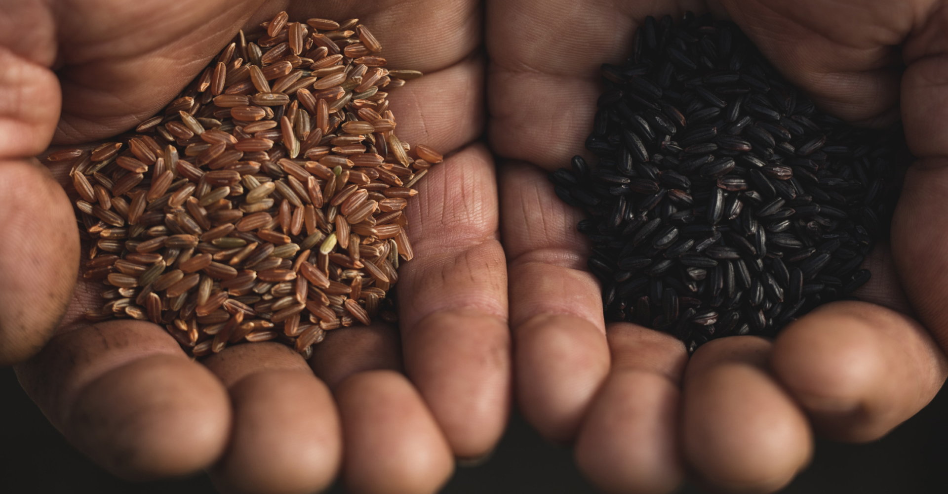 Hände halten Bio-Reis aus dem Burgenland - Erwin Unger - Ja! Natürlich