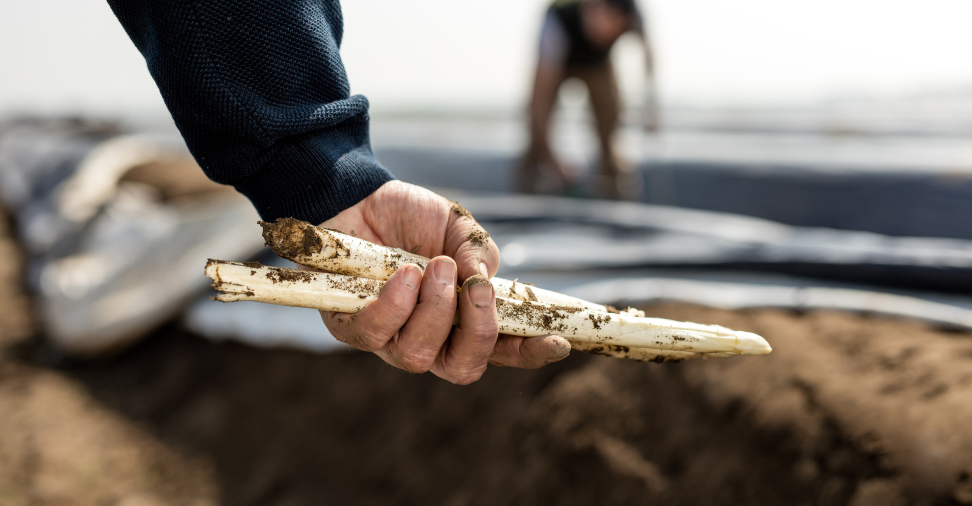 Markus Brandenstein hält Bio-Spargel in Händen