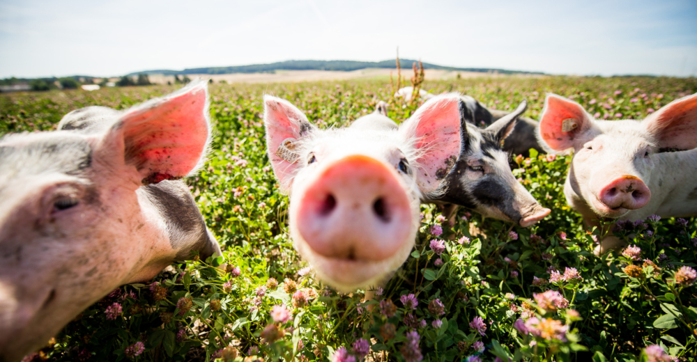 Bio-Freilandschweine von Familie Krippel auf der Wiese - Ja! Natürlich