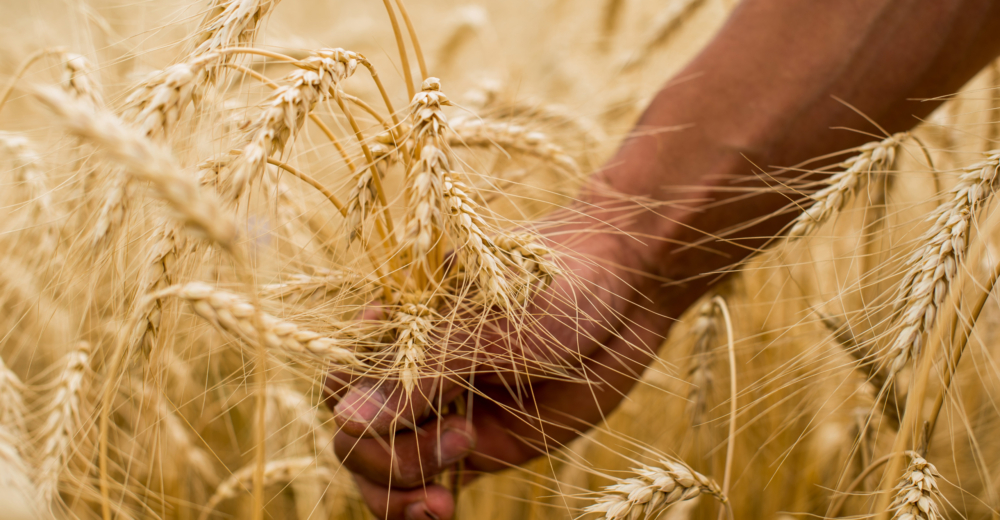 Nahaufnahme von Florian Pessenlehners Hand, die ein Bündle Getreideähren am Feld umfasst
