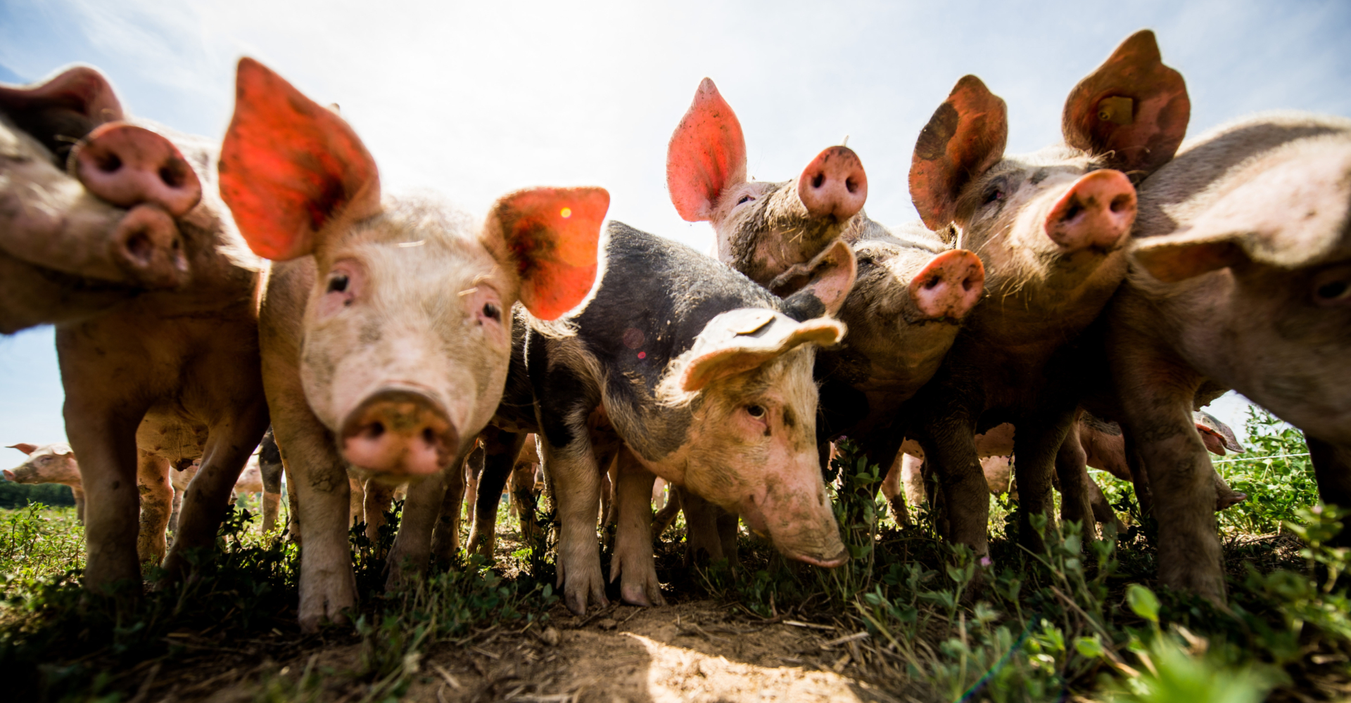 Bio-Freilandschweine auf der Wiese schauen zur Kamera