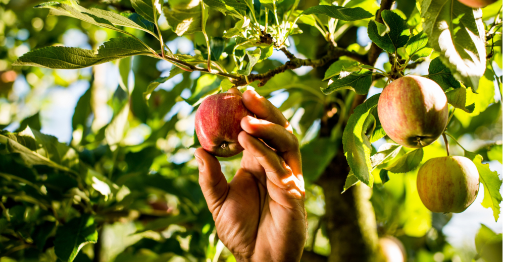 Bio-Äpfel von Rudolf Wammes