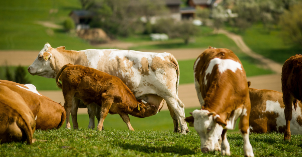 Bio-Weidejungrind trinkt bei Mutterkuh auf Weide