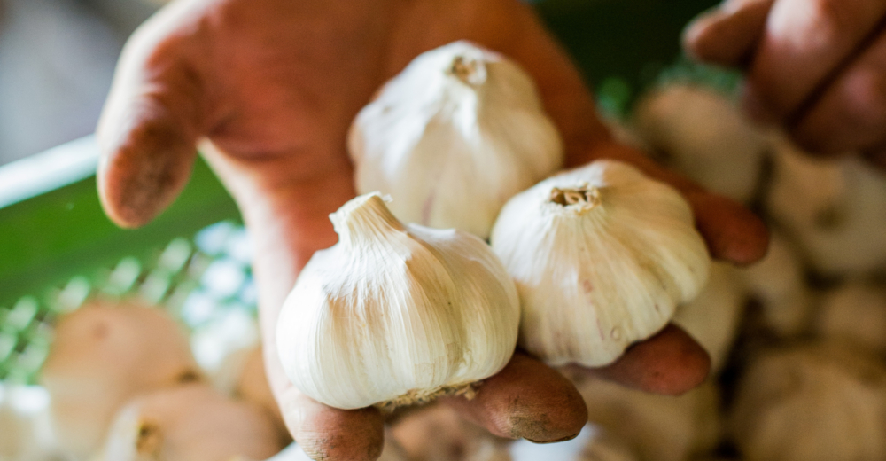Bio-Knoblauch von Raimund Artner für Ja! Natürlich