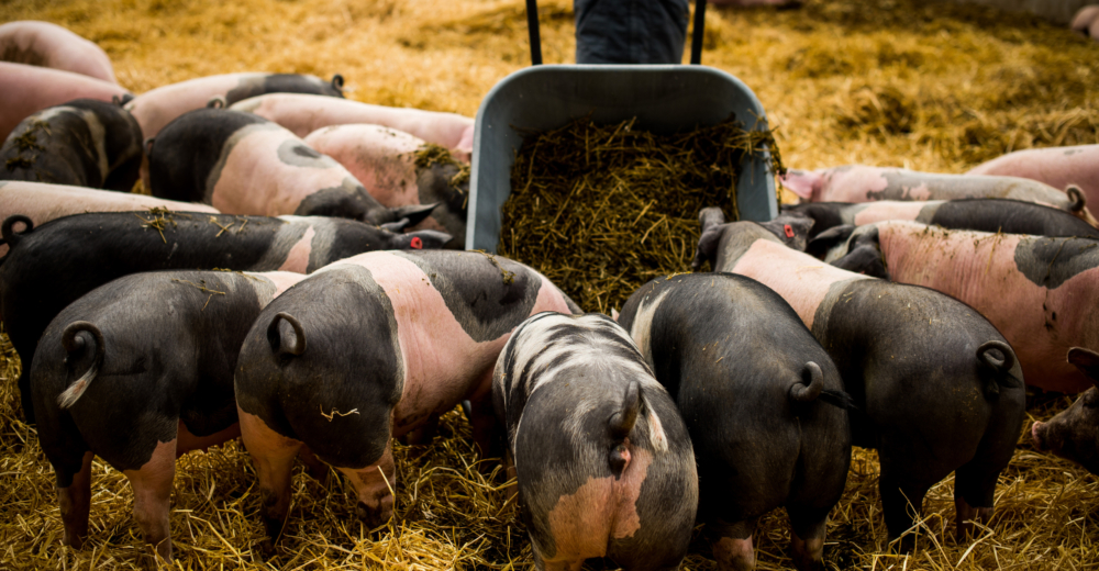 Bio-Strohschweine stehen rund um Scheibtruhe und wühlen im Stroh