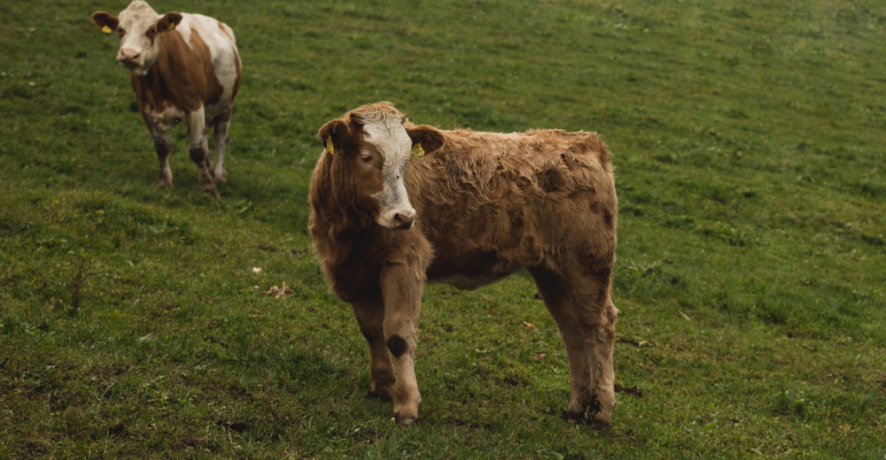 Bio-Weidejungrind - Ja! Natürlich