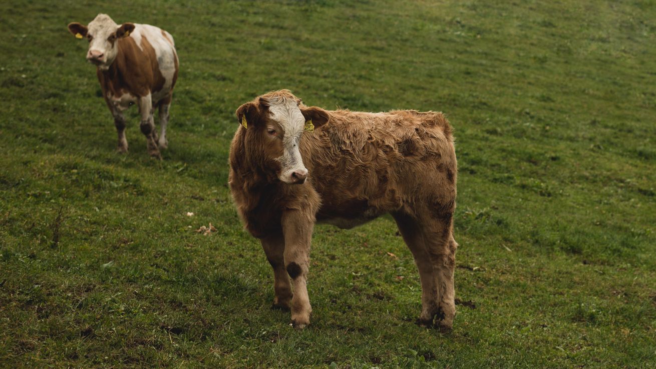 Bio-Weidejungrind - Ja! Natürlich
