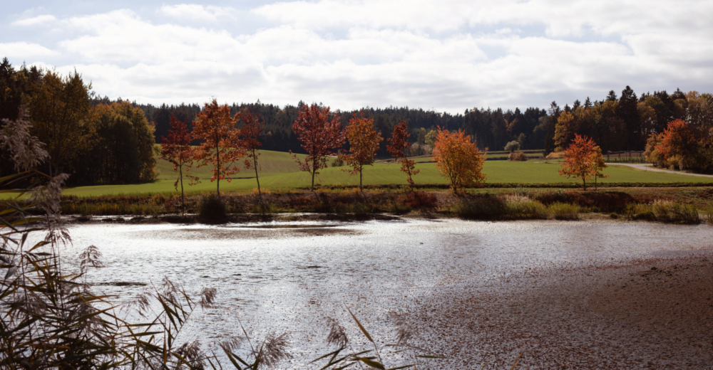 Bio-Fischteiche im Waldviertel von Karl Schmalzbauer