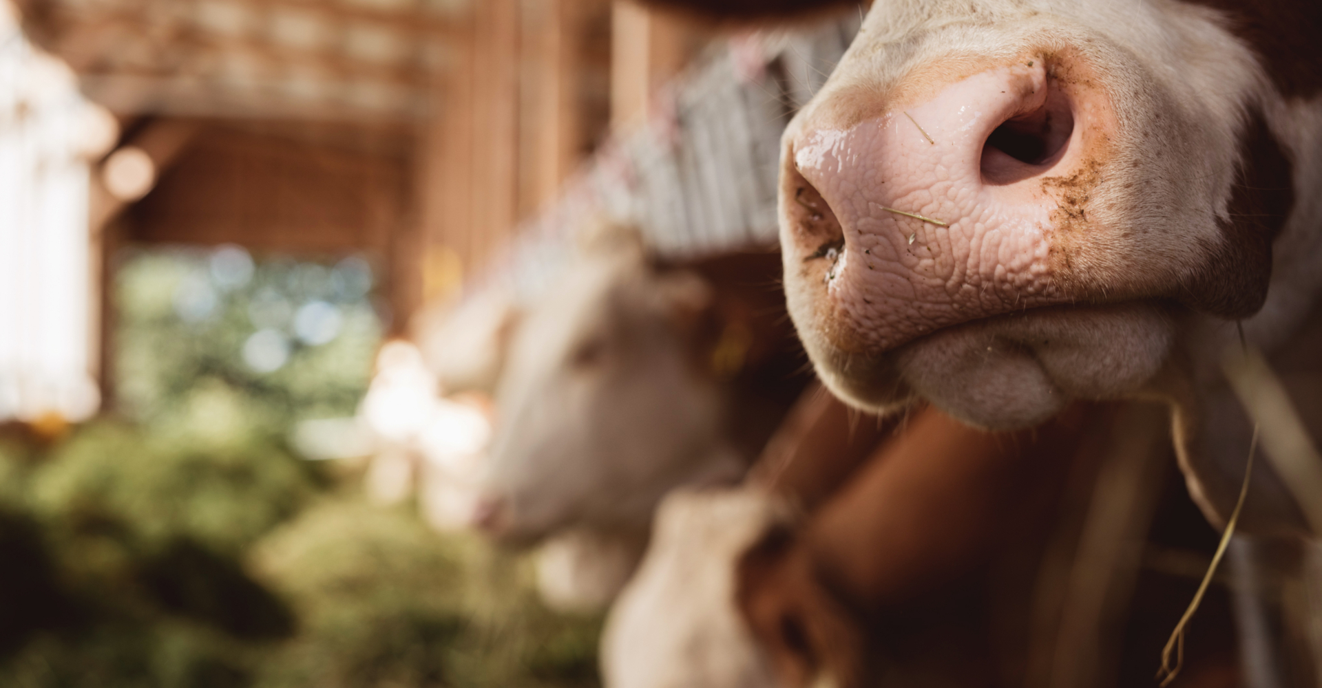 Kühe von Matthias Sommerauer - Ja! Natürlich