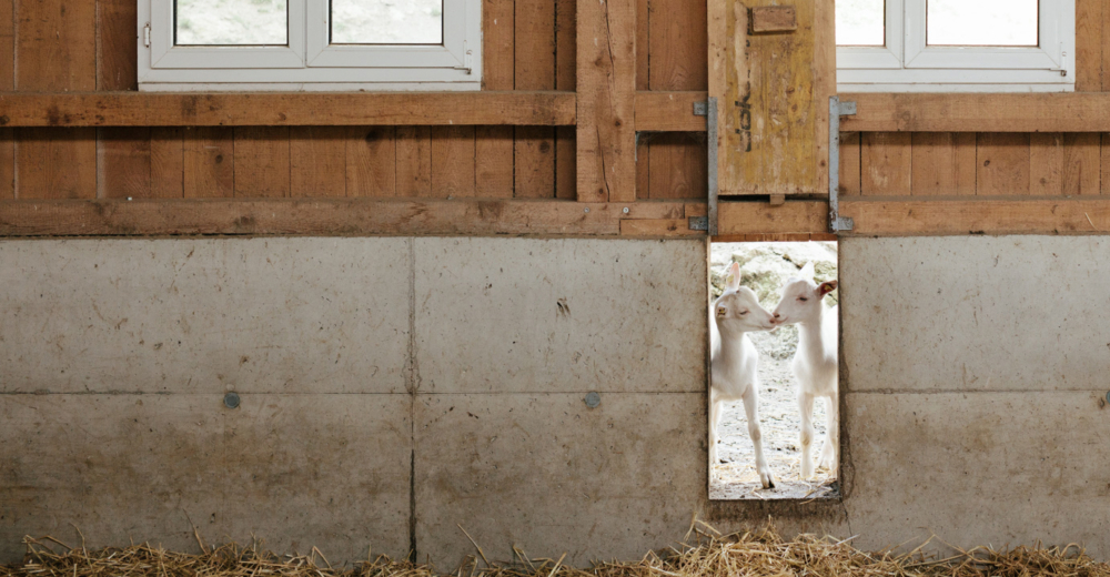 Bio-Ziegen von Klaus Wiesinger - Ja! Natürlich
