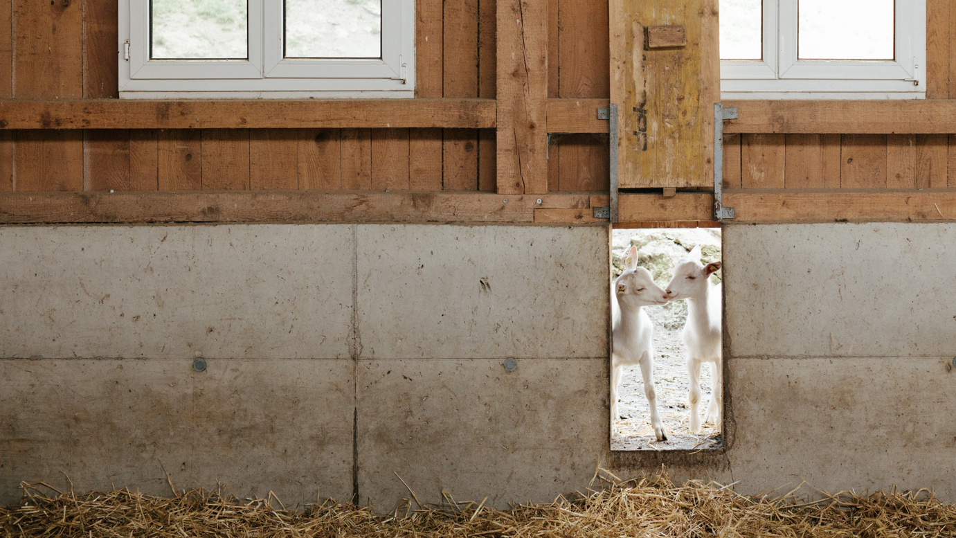 Bio-Ziegen von Klaus Wiesinger - Ja! Natürlich