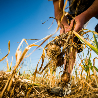 Bio-Knoblauch am Feld von Raimund Artner für Ja! Natürlich