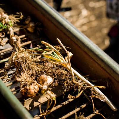 Bio-Knoblauchknollen liegen auf einem Metallgitter.