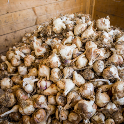 Viele Bio-Knoblauchknollen.