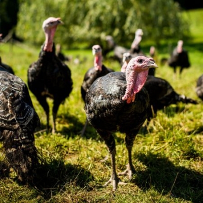 Bio-Freiland-Puten - Ja! Natürlich