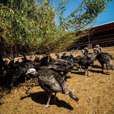 Bio-Freiland-Puten - Ja! Natürlich