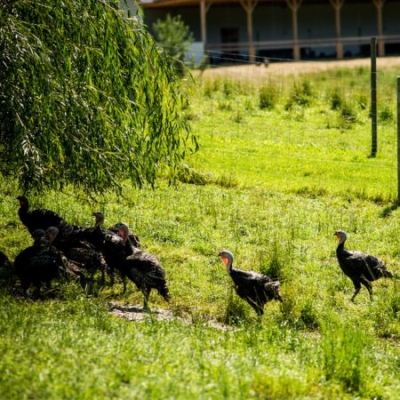 Bio-Freiland-Puten auf der Wiese - Ja! Natürlich