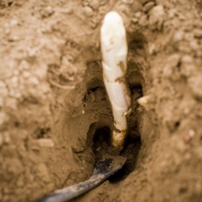 Weißer Spargel in der Erde.