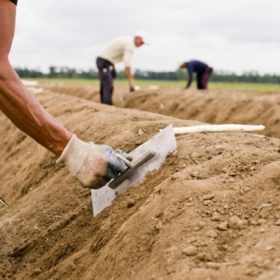 Erd-Damm, in dem Spargel wächst, wird bearbeitet