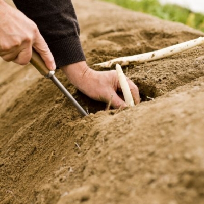 Jemand erntet Bio-Spargel.