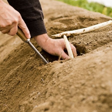 Jemand erntet Bio-Spargel.