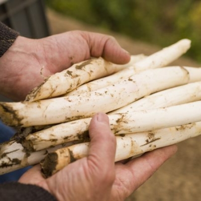 Markus Brandenstein hält frisch gestochenen weißen Bio-Spargel in Händen