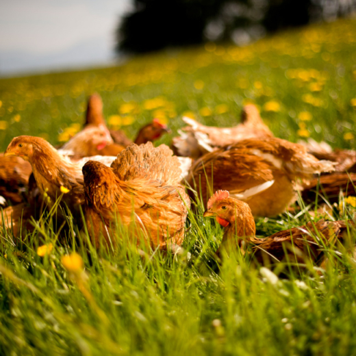 Bio-Wiesenhendl auf der Wiese.
