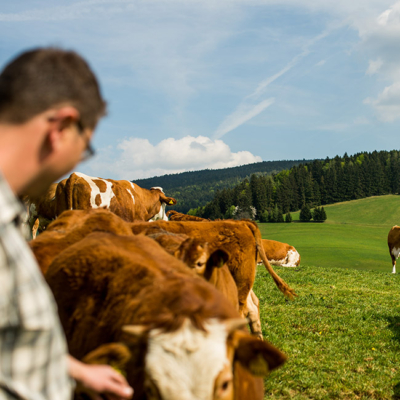 Stefan Eisenberger steht neben Bio-Kühen