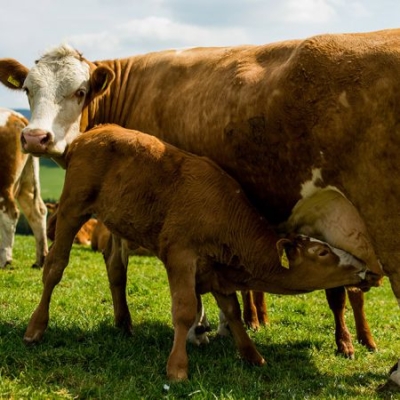 Bio-Weidejungrind trinkt bei Mutterkuh Nahaufnahme