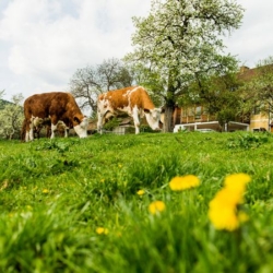 Im Vordergrund ist Löwenzahn zu sehen, im Hintergrund grasen Bio-Weidejungrinder