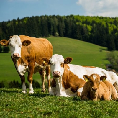 3 Bio-Weidejungrinder liegen und stehen auf der Weide und schauen her