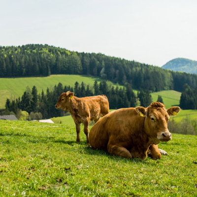 Bio-Weidejungrind mit Mutterkuh auf der Weide