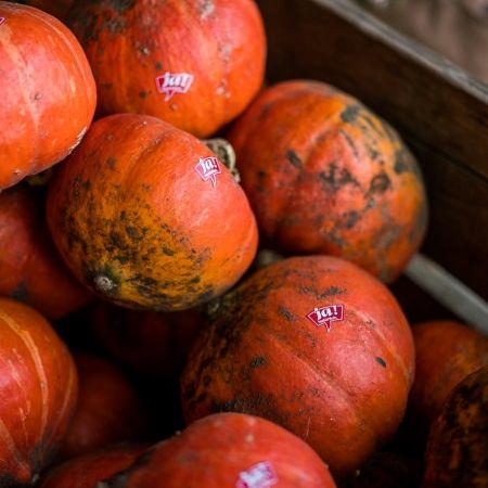 Bio-Hokkaido Kürbisse in einer Wanne