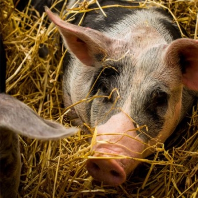 Nahaufnahme eines Bio-Strohschweins, das im Stroh liegt