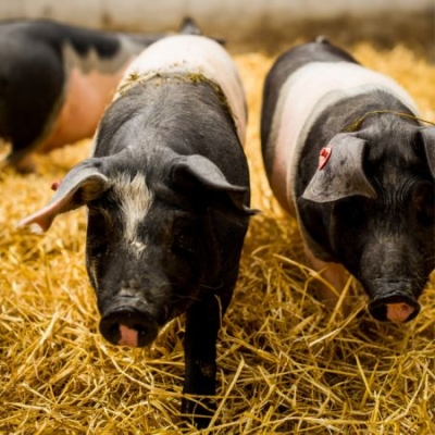 Bio-Strohschweine gehen durch das Stroh auf Kamera zu