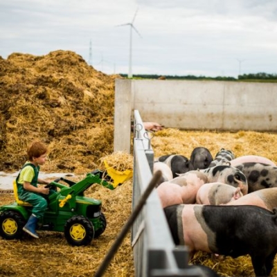 Sohn von Hr. Gössinger fährt auf Spielzeug Traktor zu Bio-Strohschweinen und hat Stroh in der Traktorschaufel