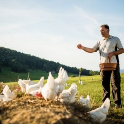 Ja! Natürlich Landwirt Hr. Grimps beim Hendl füttern