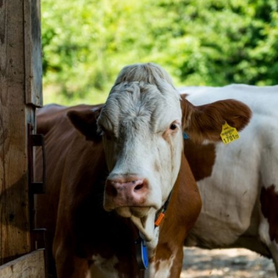 Milchkuh von Martin Haas - Ja! Natürlich