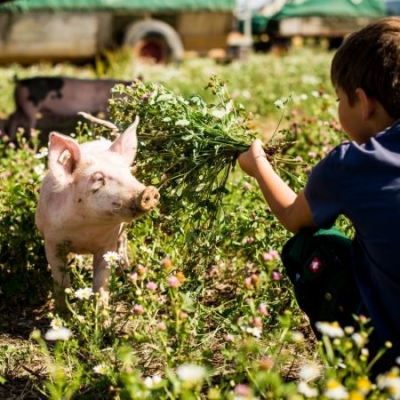 Bio-Freilandschwein wird mit Grünmasse gefüttert - Ja! Natürlich
